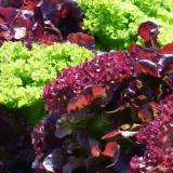 Bunte Salate, darunter dunkelroter Lollo Rosso, wachsen nebeneinander im Sonnenschein.