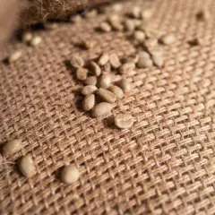 Grüne Kaffeebohnen liegen auf grobem Jute-Gewebe. Sie sind ein Rohprodukt, das bei falscher Lagerung schlecht werden kann.