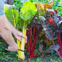 Bunte Mangold-Stiele werden geerntet. Die bunte Vielfalt zeigt die Mangold Saison.