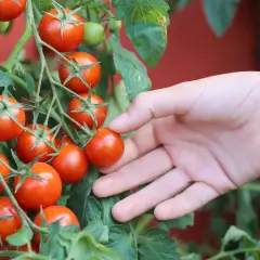 Reife, rote Tomaten hängen an einem Strauch. Eine Hand streckt sich aus, um die verschiedenen Tomaten sorten zu berühren.