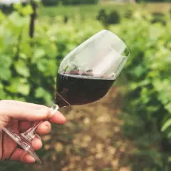 Hand hält Glas mit dunklem, rauchigem Wein vor einer Weinrebenkulisse.