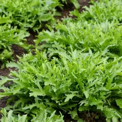 Frischer Endiviensalat wächst im Beet. Die Saison für diesen knackigen Salat hat begonnen.