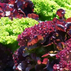 Bunte Salate, darunter dunkelroter Lollo Rosso, wachsen nebeneinander im Sonnenschein.