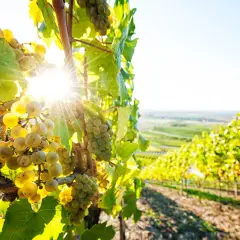 Reife weiße Trauben im Sonnenlicht, die das einzigartige Terroir des Weinbergs widerspiegeln.