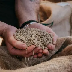 Hände halten grüne Kaffeebohnen, bereit zur Lagerung in einem Jutesack.