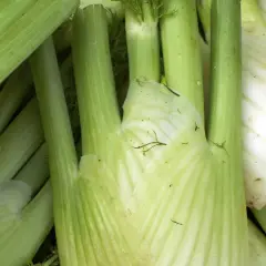 Frischer Fenchel, bereit zum Fenchel einfrieren für späteren Genuss.
