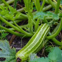 Eine gestreifte Zucchini reift im Garten. Die zucchini saison hat begonnen und die Pflanzen wachsen üppig.