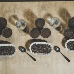 Verkostung von Kaffee: Ganze Bohnen, gemahlener Kaffee und Wasser in Gläsern. Die fermentierten Kaffeebohnen werden in weißen Schalen präsentiert.