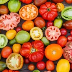 Vielfalt an Tomatensorten: rot, grün, gelb, orange, gestreift und gefüllt. Namen wie Ochsenherz oder Black Krim sind nur einige der vielen köstlichen Tomatensorten.