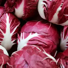 Frischer Radicchio, bereit für die Saison. Die tiefroten Blätter mit weißen Adern versprechen einen knackigen Biss.