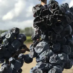 Getrocknete Trauben, die für die Herstellung von Wein aus getrockneten Trauben bestimmt sind, hängen an einem sonnigen Tag im Weinberg.