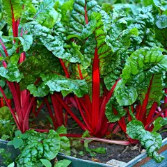 Frischer Mangold mit leuchtend roten Stielen und grünen Blättern im Beet. Ja, kann man Mangold roh essen!