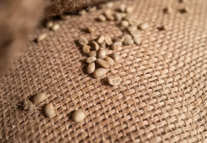 Grüne Kaffeebohnen liegen auf grobem Jute-Gewebe. Sie sind ein Rohprodukt, das bei falscher Lagerung schlecht werden kann.