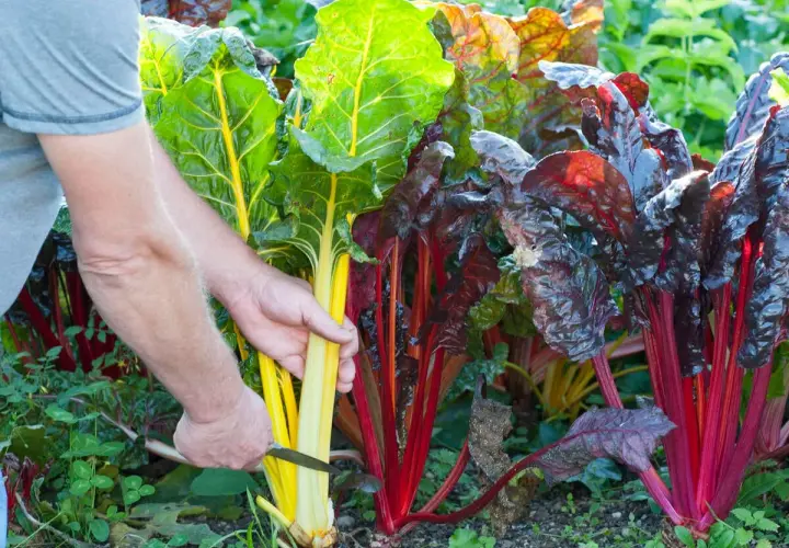 Bunte Mangold-Stiele werden geerntet. Die bunte Vielfalt zeigt die Mangold Saison.