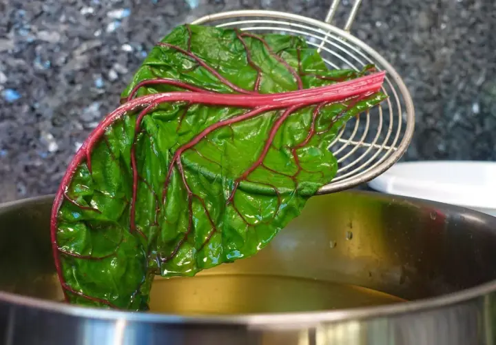 Ein Blatt Mangold mit roten Blattadern wird mit einem Schaumlöffel aus kochendem Wasser gehoben. Das Blanchieren bereitet den Mangold für weitere Zubereitungen vor.