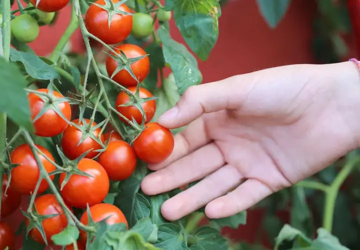 Reife, rote Tomaten hängen an einem Strauch. Eine Hand streckt sich aus, um die verschiedenen Tomaten sorten zu berühren.