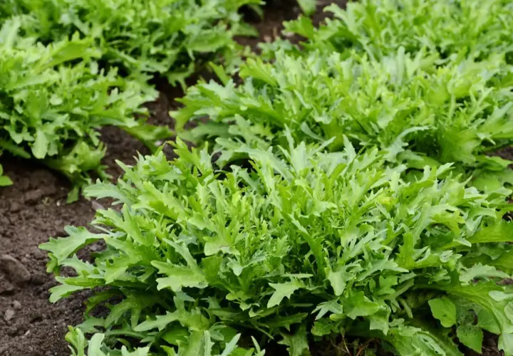 Frischer Endiviensalat wächst im Beet. Die Saison für diesen knackigen Salat hat begonnen.