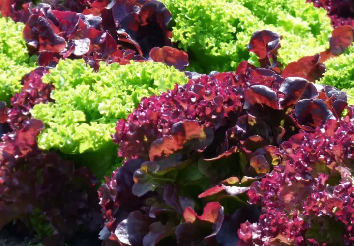 Bunte Salate, darunter dunkelroter Lollo Rosso, wachsen nebeneinander im Sonnenschein.