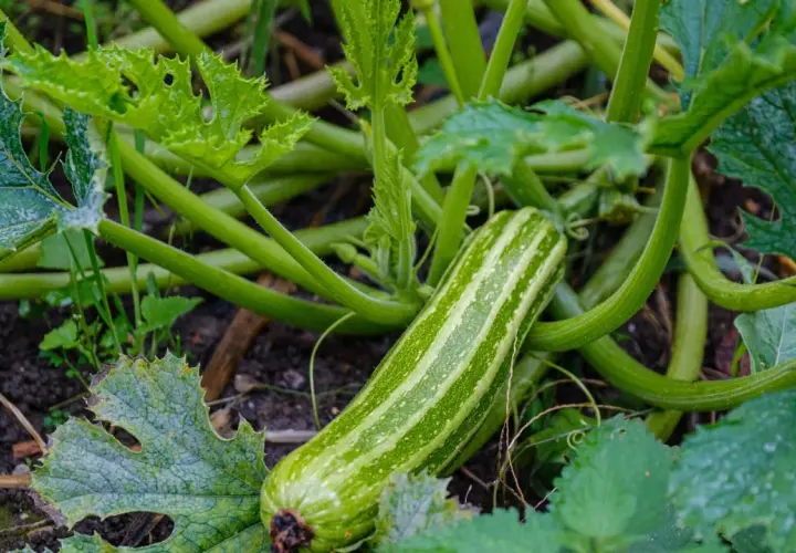 Eine gestreifte Zucchini reift im Garten. Die zucchini saison hat begonnen und die Pflanzen wachsen üppig.