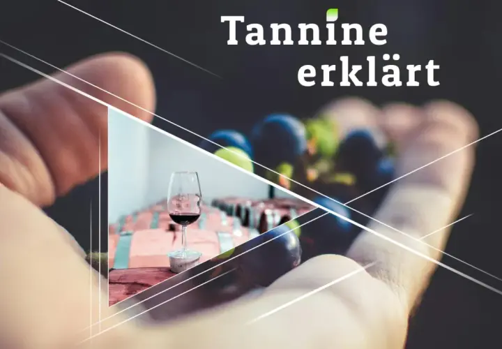 Was sind Tannine im Wein? Eine Hand hält Trauben, daneben ein Glas Rotwein und Holzfässer.