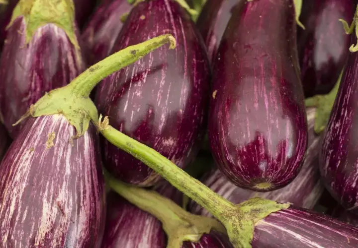 Bunte Auberginen, perfekt für die aubergine saison. Ihre Streifen machen sie zu einem Blickfang.