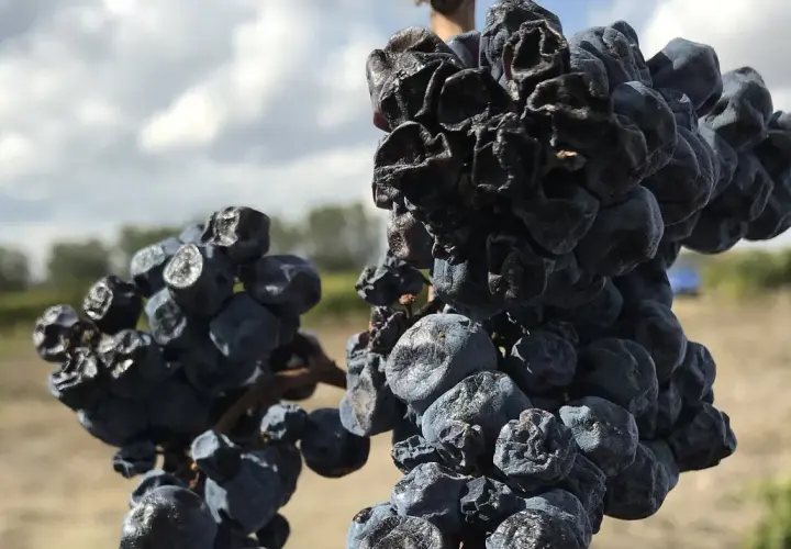 Getrocknete Trauben, die für die Herstellung von Wein aus getrockneten Trauben bestimmt sind, hängen an einem sonnigen Tag im Weinberg.