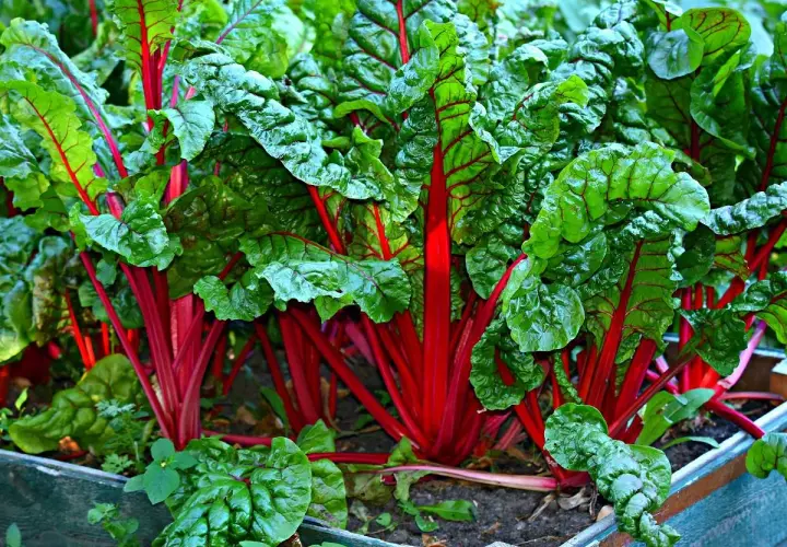 Frischer Mangold mit leuchtend roten Stielen und grünen Blättern im Beet. Ja, kann man Mangold roh essen!