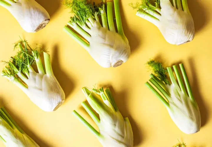 Frischer Fenchel in Hülle und Fülle, ein Zeichen für die Fenchel Saison. Die weißen Knollen mit ihren grünen Stielen und feinen Dolden liegen auf gelbem Untergrund.