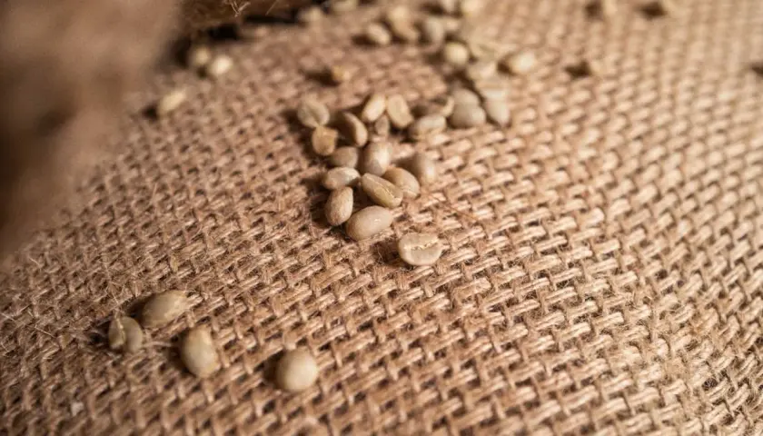 Grüne Kaffeebohnen liegen auf grobem Jute-Gewebe. Sie sind ein Rohprodukt, das bei falscher Lagerung schlecht werden kann.