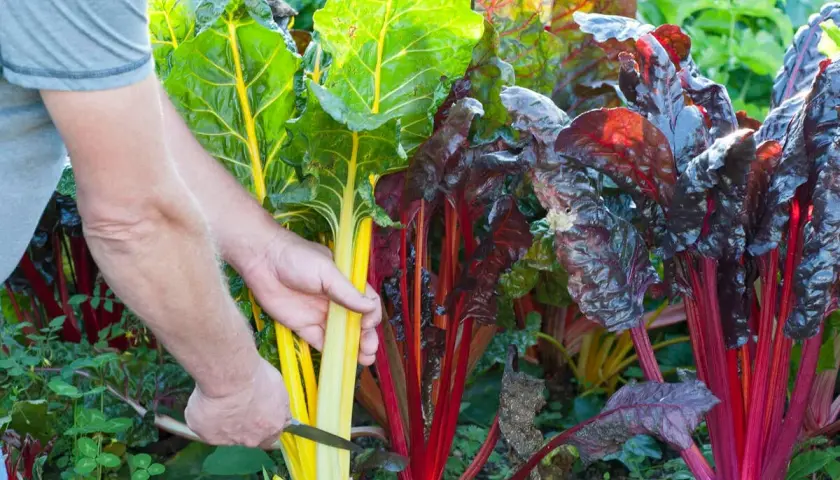 Bunte Mangold-Stiele werden geerntet. Die bunte Vielfalt zeigt die Mangold Saison.
