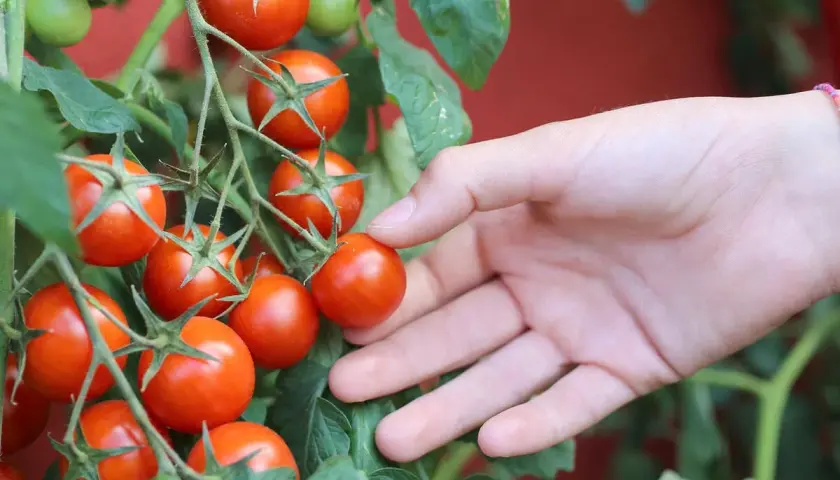 Reife, rote Tomaten hängen an einem Strauch. Eine Hand streckt sich aus, um die verschiedenen Tomaten sorten zu berühren.