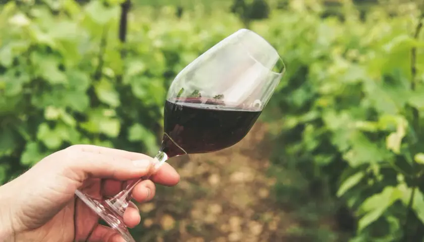 Hand hält Glas mit dunklem, rauchigem Wein vor einer Weinrebenkulisse.