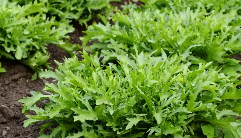 Frischer Endiviensalat wächst im Beet. Die Saison für diesen knackigen Salat hat begonnen.