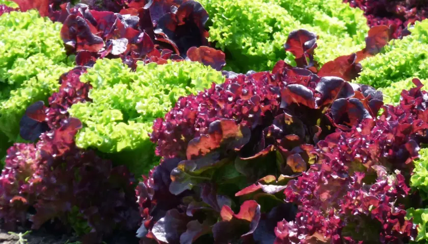 Bunte Salate, darunter dunkelroter Lollo Rosso, wachsen nebeneinander im Sonnenschein.