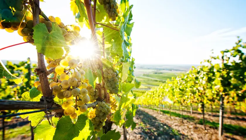 Reife weiße Trauben im Sonnenlicht, die das einzigartige Terroir des Weinbergs widerspiegeln.
