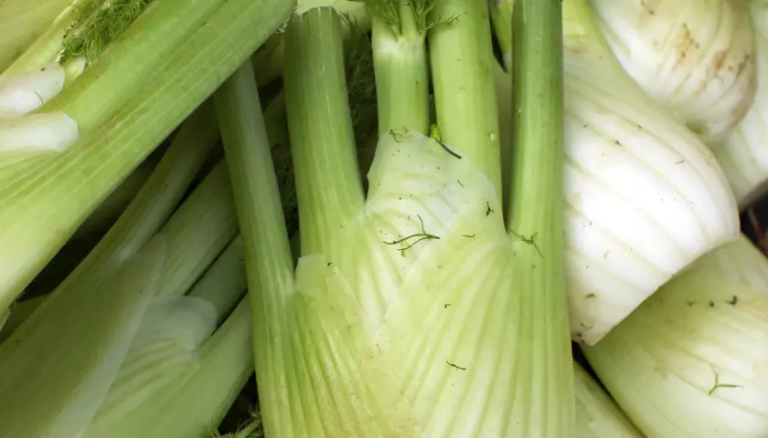 Frischer Fenchel, bereit zum Fenchel einfrieren für späteren Genuss.