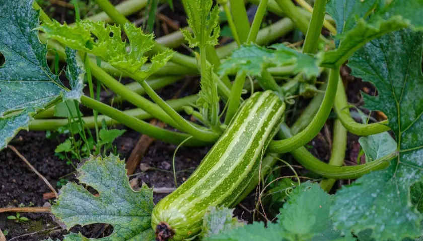 Eine gestreifte Zucchini reift im Garten. Die zucchini saison hat begonnen und die Pflanzen wachsen üppig.