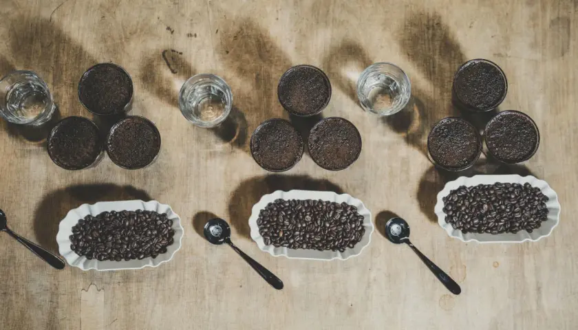 Verkostung von Kaffee: Ganze Bohnen, gemahlener Kaffee und Wasser in Gläsern. Die fermentierten Kaffeebohnen werden in weißen Schalen präsentiert.