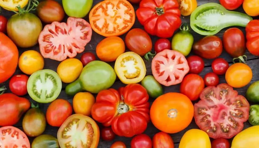 Vielfalt an Tomatensorten: rot, grün, gelb, orange, gestreift und gefüllt. Namen wie Ochsenherz oder Black Krim sind nur einige der vielen köstlichen Tomatensorten.