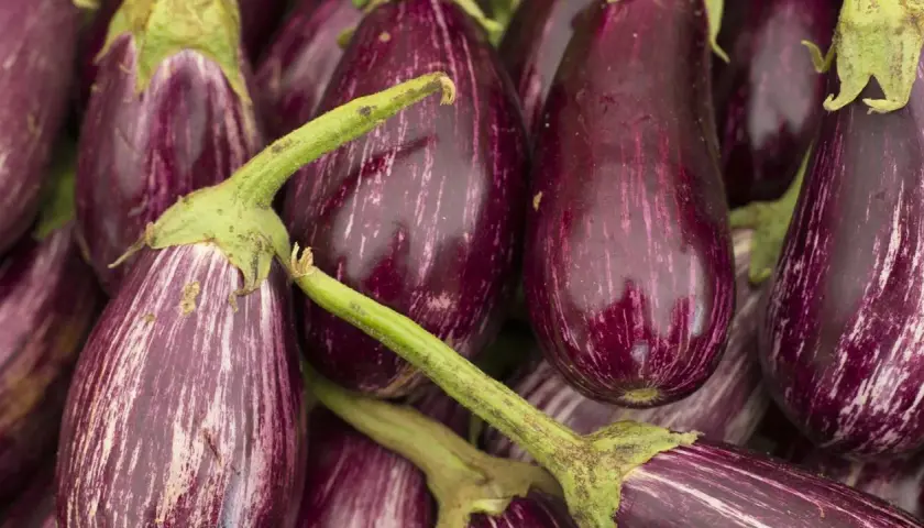 Bunte Auberginen, perfekt für die aubergine saison. Ihre Streifen machen sie zu einem Blickfang.