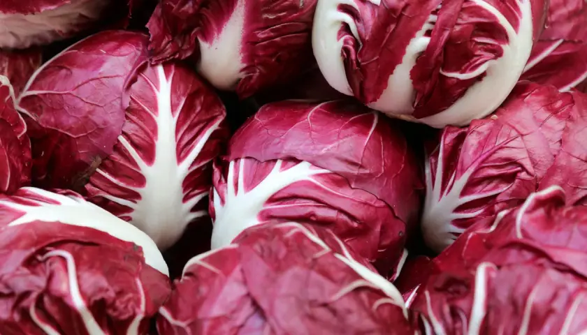 Frischer Radicchio, bereit für die Saison. Die tiefroten Blätter mit weißen Adern versprechen einen knackigen Biss.
