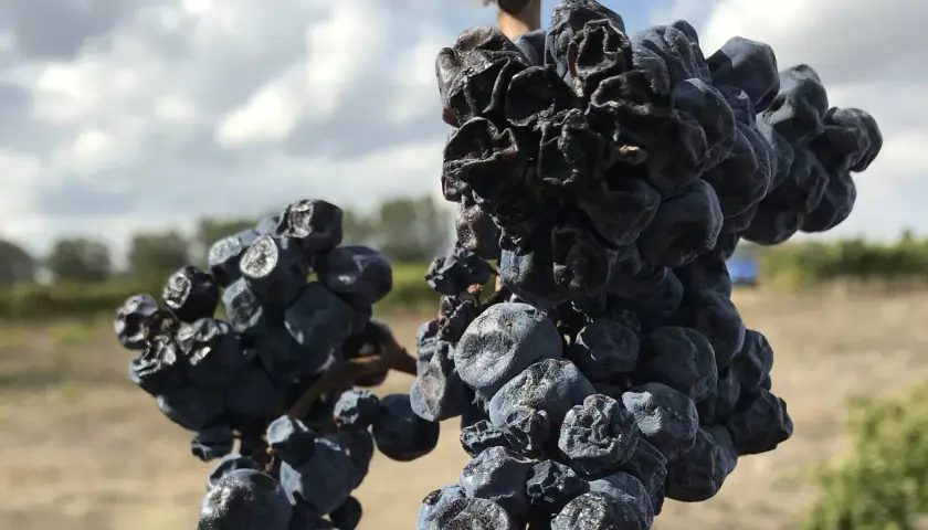 Getrocknete Trauben, die für die Herstellung von Wein aus getrockneten Trauben bestimmt sind, hängen an einem sonnigen Tag im Weinberg.