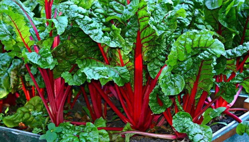 Frischer Mangold mit leuchtend roten Stielen und grünen Blättern im Beet. Ja, kann man Mangold roh essen!