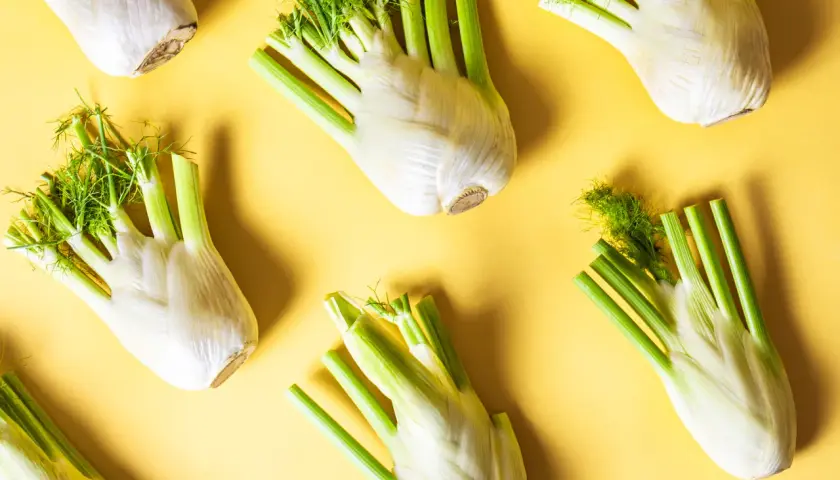 Frischer Fenchel in Hülle und Fülle, ein Zeichen für die Fenchel Saison. Die weißen Knollen mit ihren grünen Stielen und feinen Dolden liegen auf gelbem Untergrund.