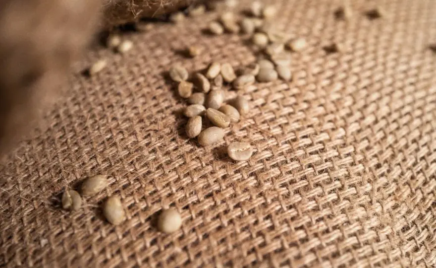 Kann Kaffee schlecht werden? So erkennen Sie verdorbenen Kaffee