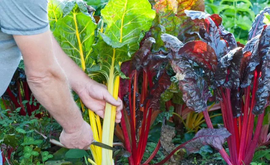 Wann hat Mangold Saison? Erntezeit, Frische und Gartentipps