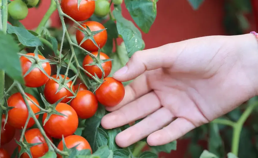 Welche Tomatensorten passen zu Balkon, Garten und Küche?
