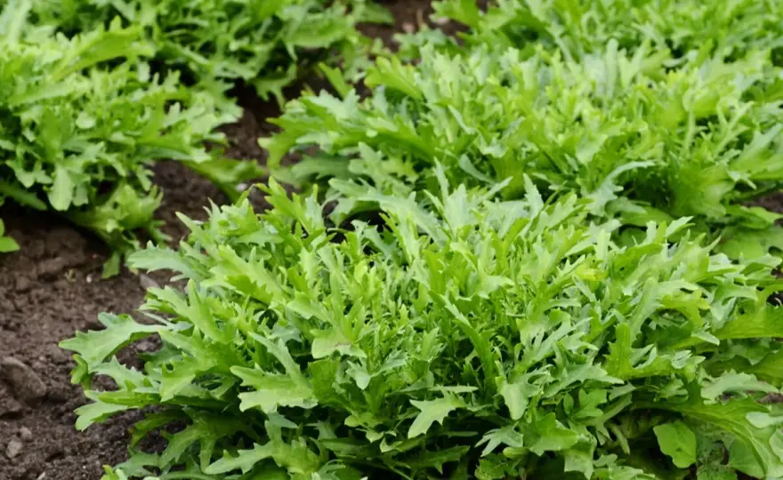 Endiviensalat im Garten und Handel - die besten Erntezeiten