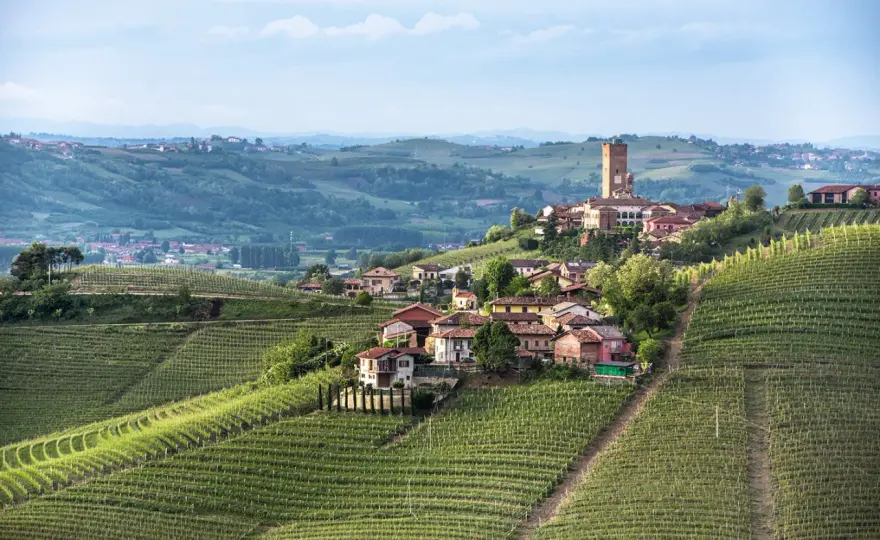 Barbaresco und Nebbiolo - Rebe, Geschmack und passende Speisen