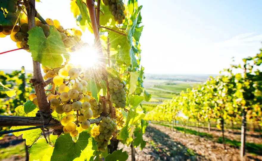 Terroir beim Wein verstehen - Warum Herkunft den Geschmack prägt